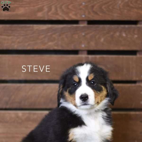 Steve, Bernese Mountain Dog Puppy